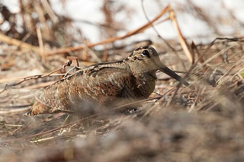 sandpiper
