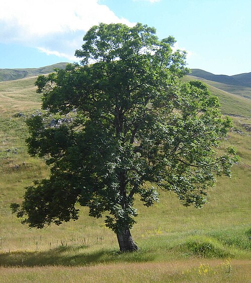 sapling