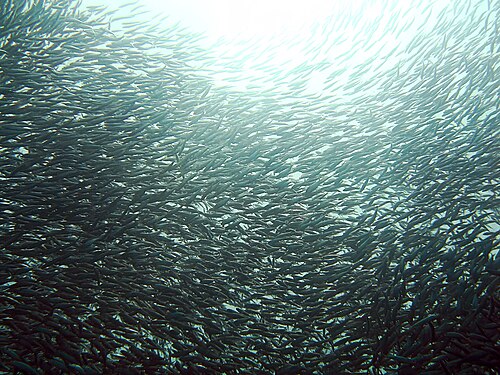 sardine