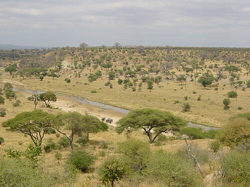 savanna