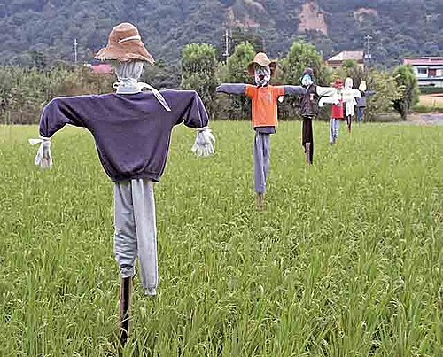 scarecrow