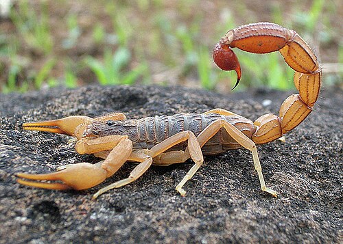 scorpion tail