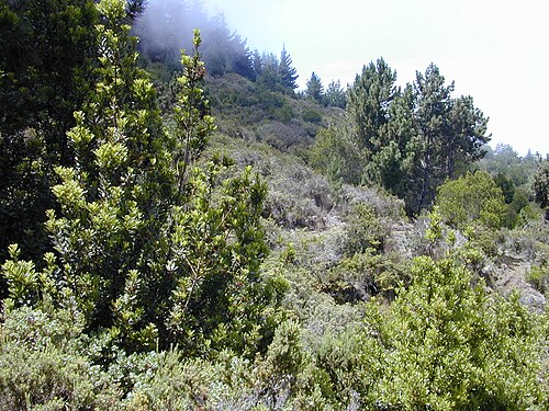 scrubland