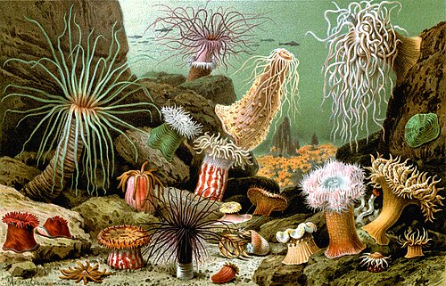 sea anemone