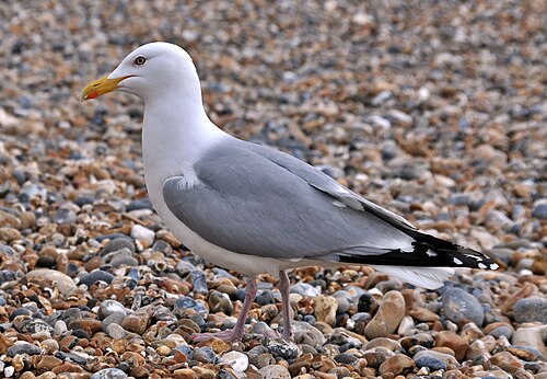 seagull