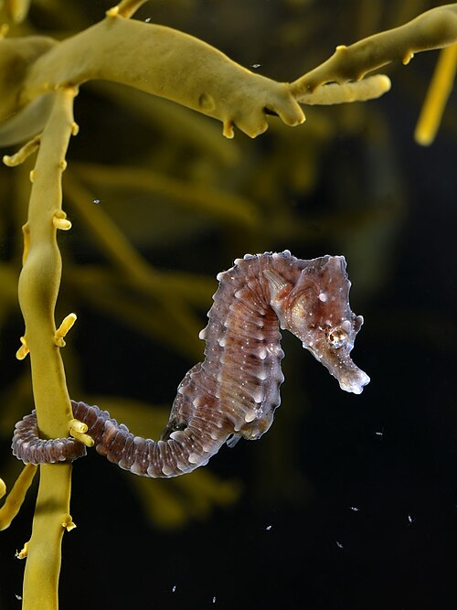 seahorse