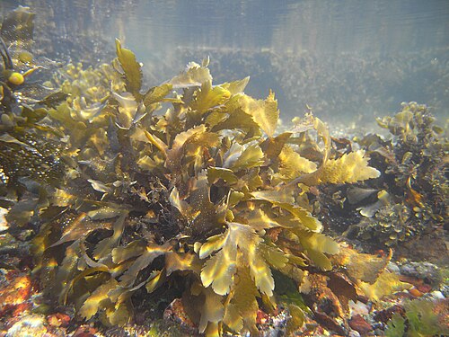 seaweed