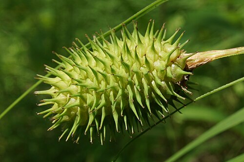 sedge