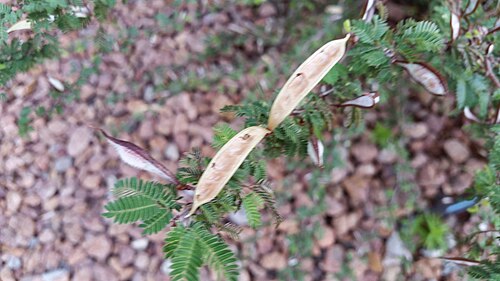 seed pod