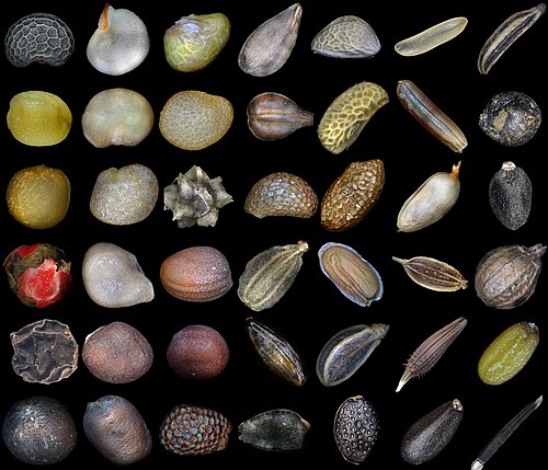 seed