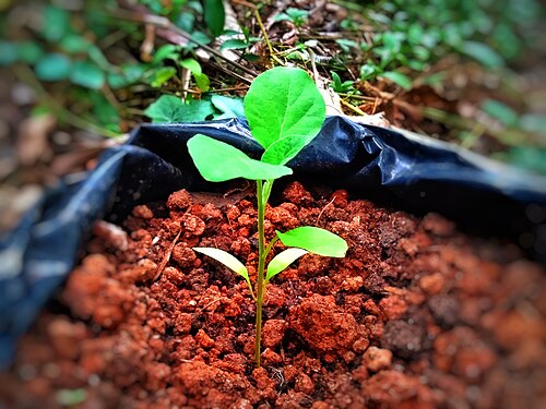 seedling