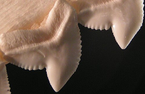 serrated