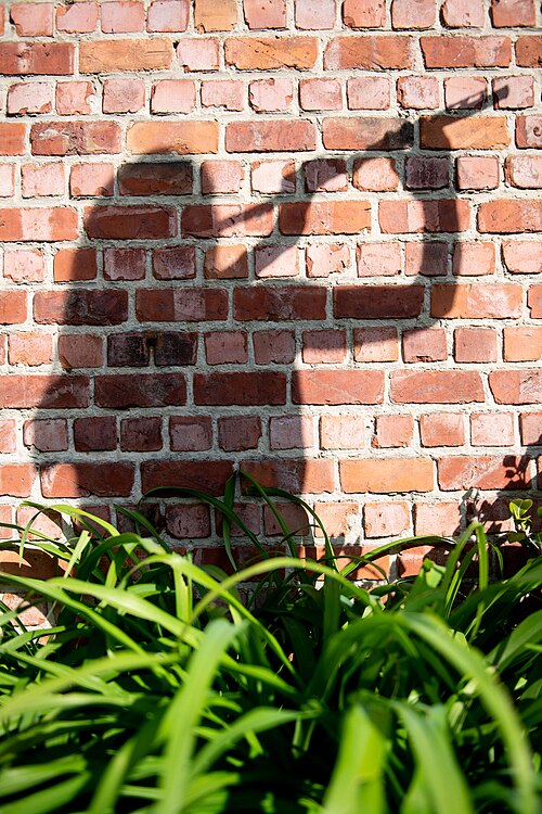 shadowy