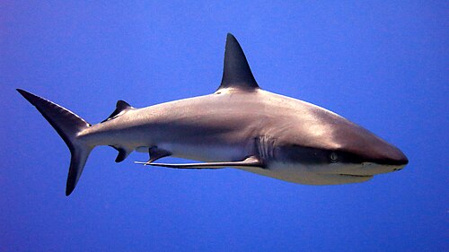 shark