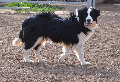 sheepdog