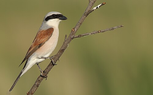 shrike