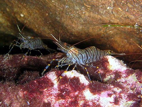 shrimp