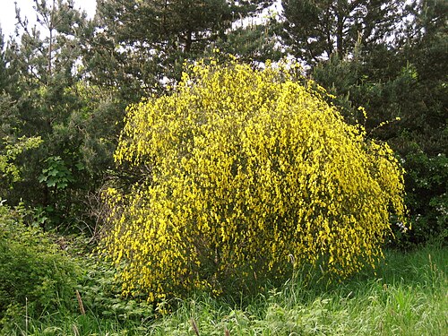 shrub