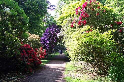 shrubbery