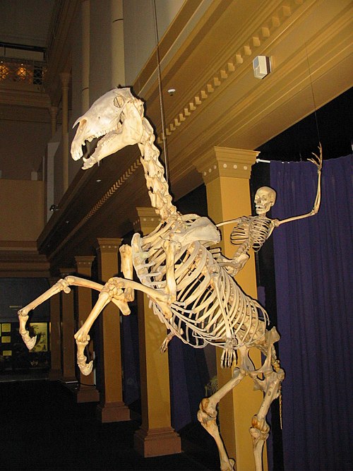 skeletal