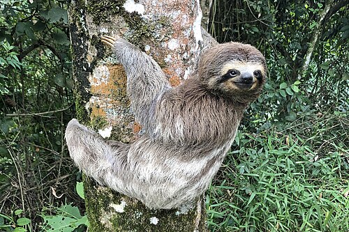 sloth