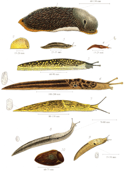 slug