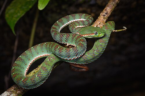 snake