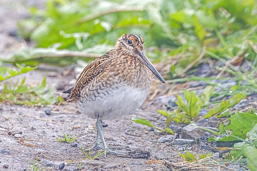 snipe