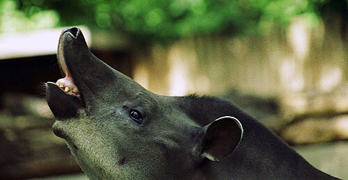 snout