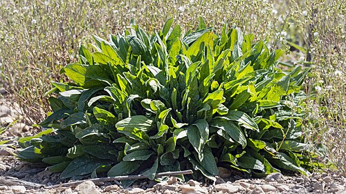 sorrel