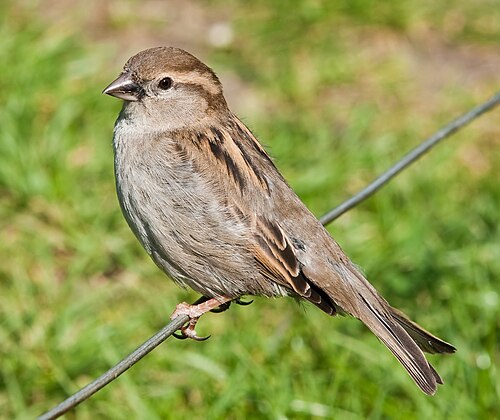sparrow