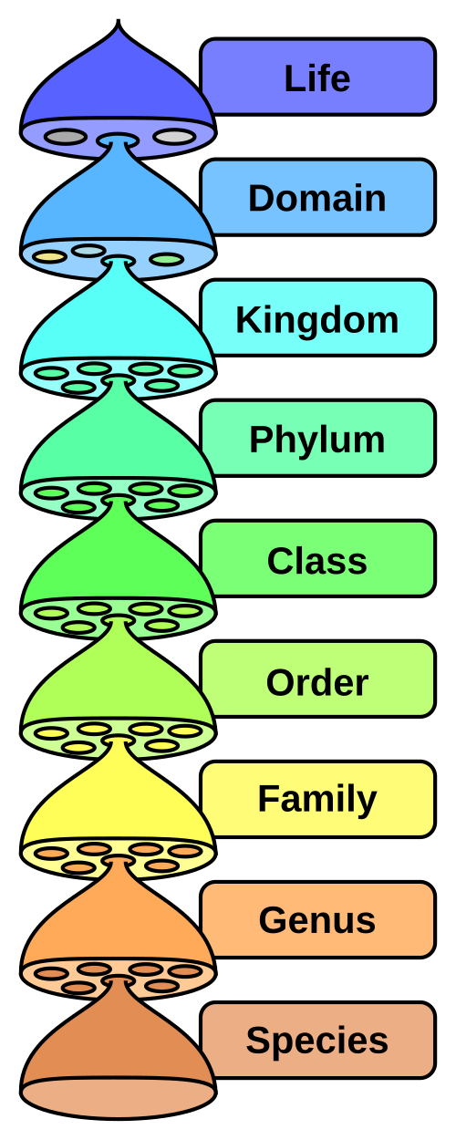 species