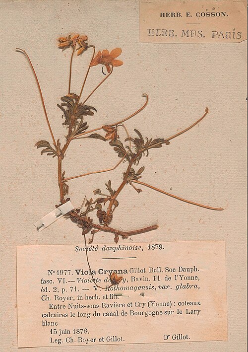 specimen