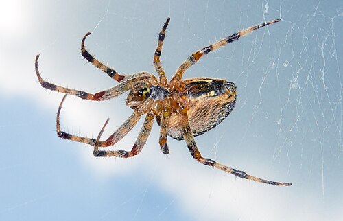 spider