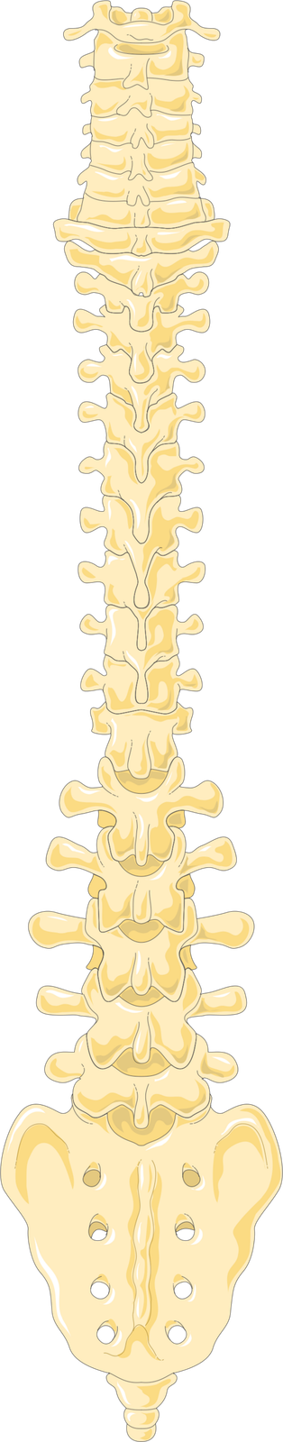 spine