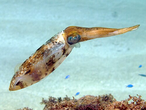 squid