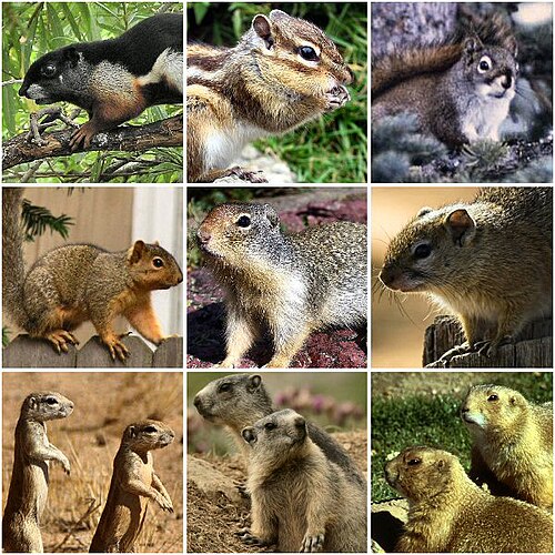 squirrel