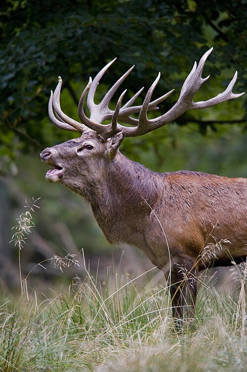 stag