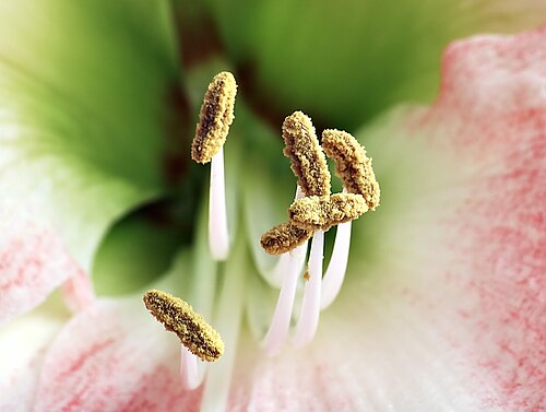 stamen