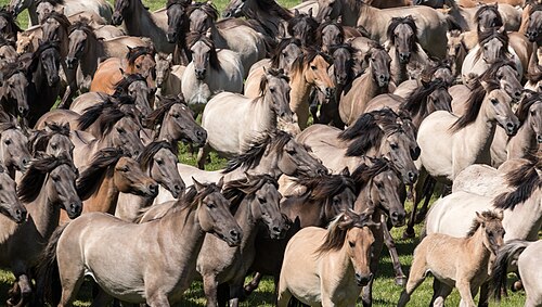 stampede