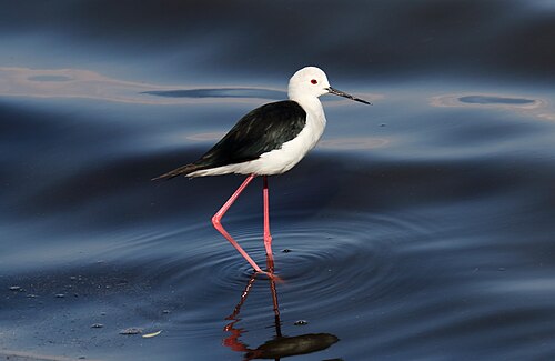 stilt