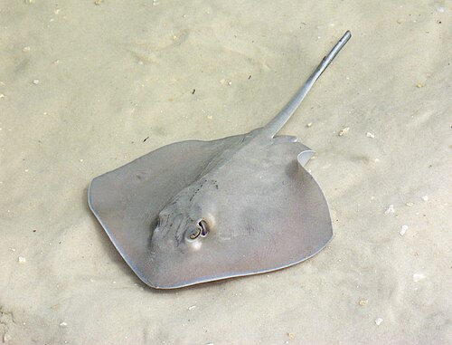 stingray