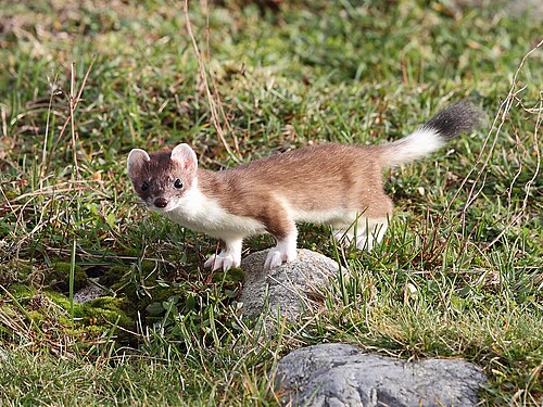 stoat