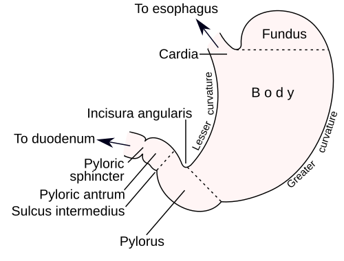 stomach
