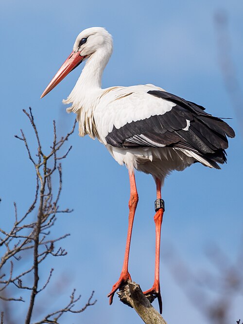 stork