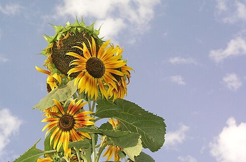 sunflower