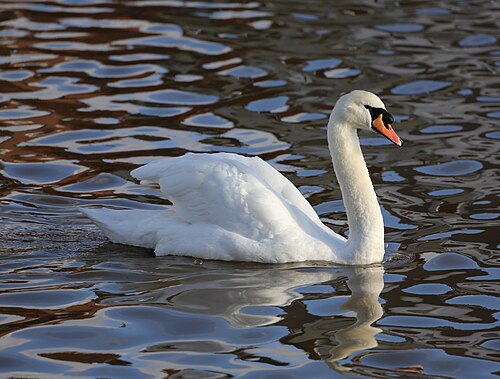 swan