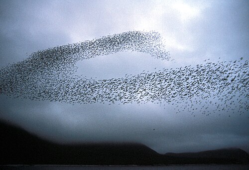 swarm