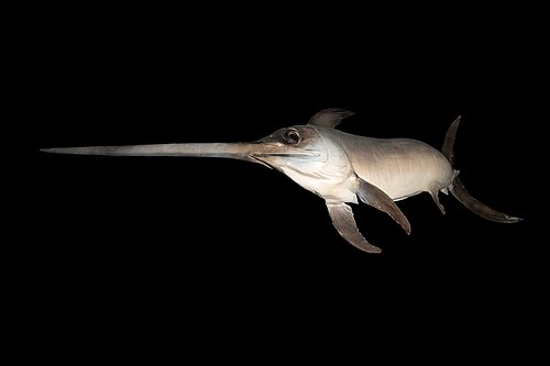 swordfish