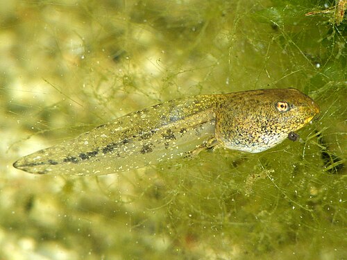 tadpole